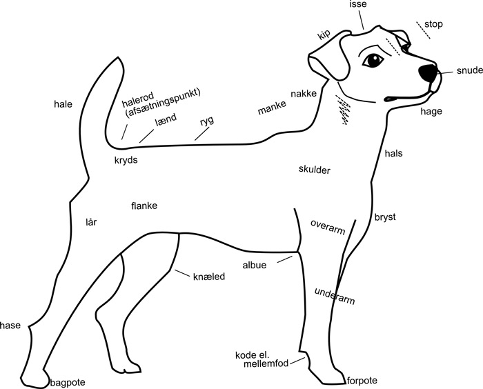 Jack Russell terrierens ana