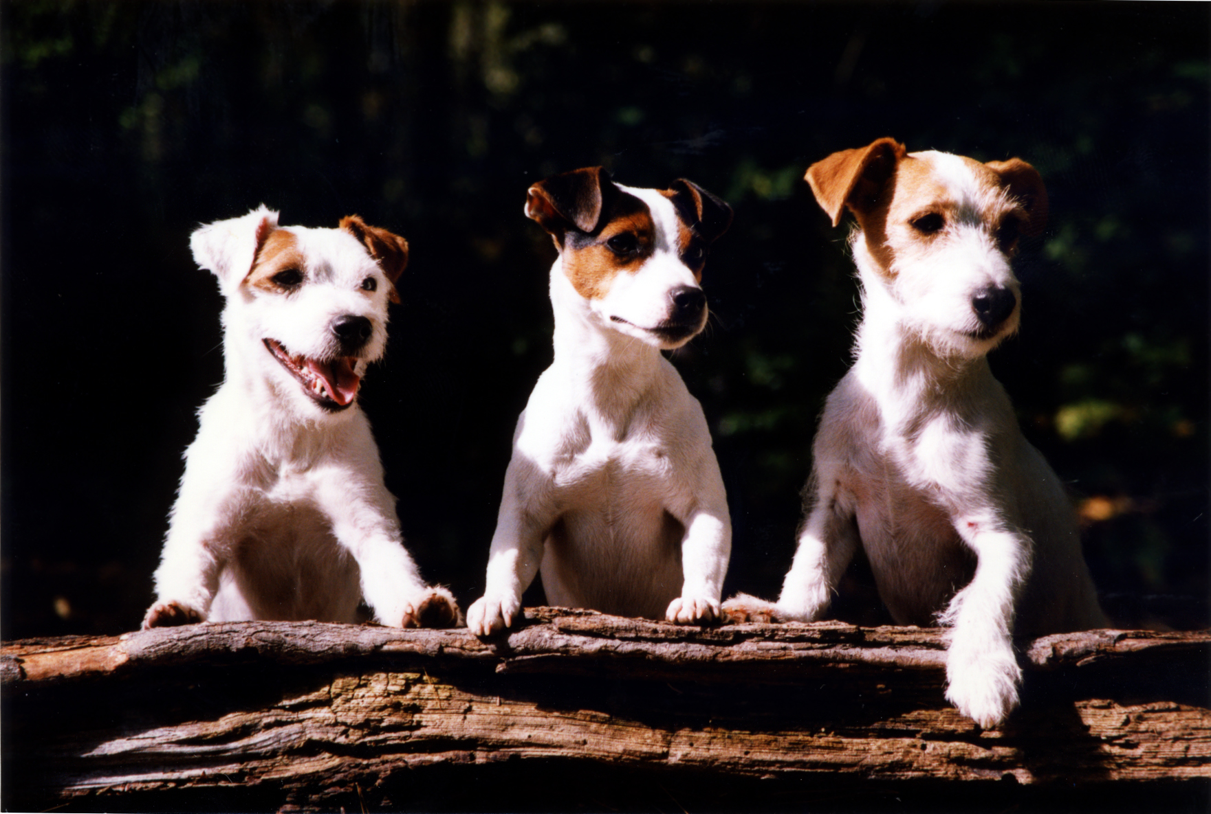 JackRussells