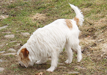 Broken hund i fuld vinterpels lige før trimning 